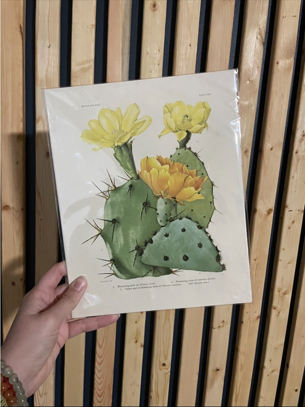 Botanical Cactus Print with Yellow Blooms